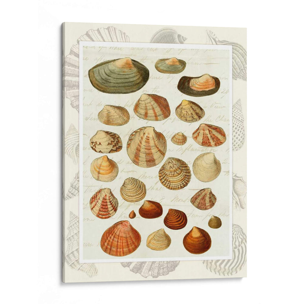 Conchas En La Guión Vintage - Fab Funky | Cuadro decorativo de Canvas Lab