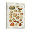 Conchas En La Guión Vintage - Fab Funky | Cuadro decorativo de Canvas Lab
