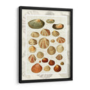 Conchas En La Guión Vintage - Fab Funky | Cuadro decorativo de Canvas Lab