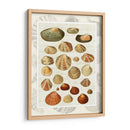 Conchas En La Guión Vintage - Fab Funky | Cuadro decorativo de Canvas Lab