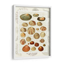 Conchas En La Guión Vintage - Fab Funky | Cuadro decorativo de Canvas Lab