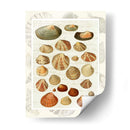 Conchas En La Guión Vintage - Fab Funky | Cuadro decorativo de Canvas Lab