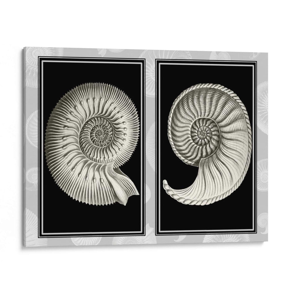 Conchas De Nautilus En Negro - Fab Funky | Cuadro decorativo de Canvas Lab