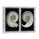 Conchas De Nautilus En Negro - Fab Funky | Cuadro decorativo de Canvas Lab