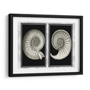 Conchas De Nautilus En Negro - Fab Funky | Cuadro decorativo de Canvas Lab