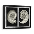 Conchas De Nautilus En Negro - Fab Funky | Cuadro decorativo de Canvas Lab