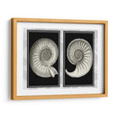 Conchas De Nautilus En Negro - Fab Funky | Cuadro decorativo de Canvas Lab