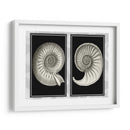 Conchas De Nautilus En Negro - Fab Funky | Cuadro decorativo de Canvas Lab