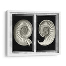 Conchas De Nautilus En Negro - Fab Funky | Cuadro decorativo de Canvas Lab