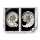 Conchas De Nautilus En Negro - Fab Funky | Cuadro decorativo de Canvas Lab