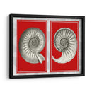 Shells Nautilus En Rojo - Fab Funky | Cuadro decorativo de Canvas Lab