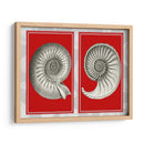 Shells Nautilus En Rojo - Fab Funky | Cuadro decorativo de Canvas Lab