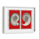 Shells Nautilus En Rojo - Fab Funky | Cuadro decorativo de Canvas Lab