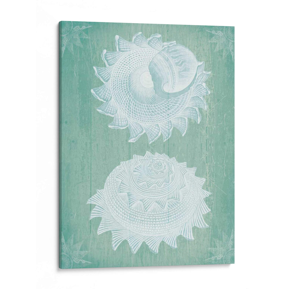 Conchas Blancas En Turquesa - Fab Funky | Cuadro decorativo de Canvas Lab