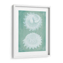 Conchas Blancas En Turquesa - Fab Funky | Cuadro decorativo de Canvas Lab