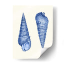 2 Conchas Azules - Fab Funky | Cuadro decorativo de Canvas Lab