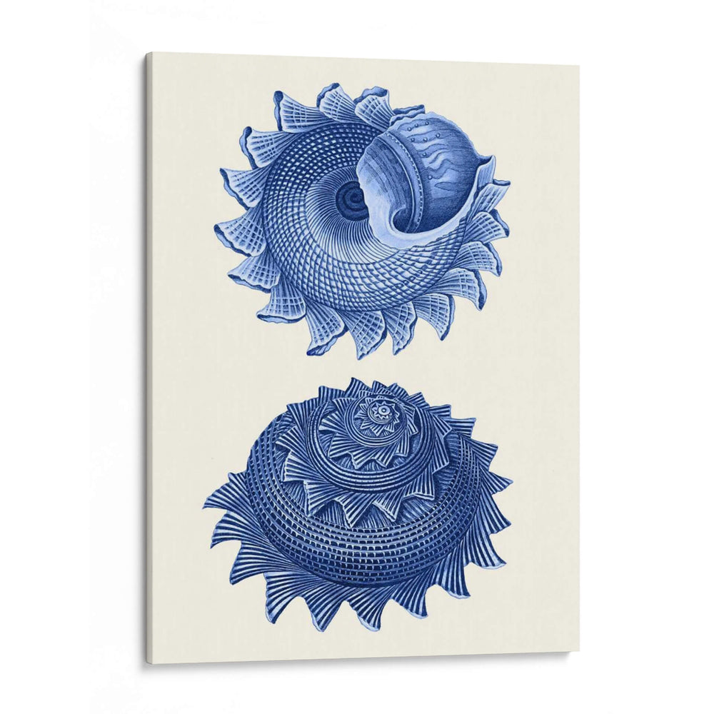 2 Conchas Azules B - Fab Funky | Cuadro decorativo de Canvas Lab
