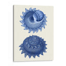 2 Conchas Azules B - Fab Funky | Cuadro decorativo de Canvas Lab