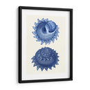 2 Conchas Azules B - Fab Funky | Cuadro decorativo de Canvas Lab
