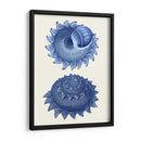 2 Conchas Azules B - Fab Funky | Cuadro decorativo de Canvas Lab