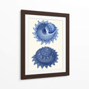2 Conchas Azules B - Fab Funky | Cuadro decorativo de Canvas Lab