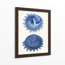 2 Conchas Azules B - Fab Funky | Cuadro decorativo de Canvas Lab
