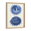 2 Conchas Azules B - Fab Funky | Cuadro decorativo de Canvas Lab