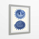 2 Conchas Azules B - Fab Funky | Cuadro decorativo de Canvas Lab