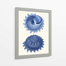 2 Conchas Azules B - Fab Funky | Cuadro decorativo de Canvas Lab
