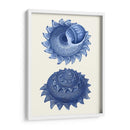 2 Conchas Azules B - Fab Funky | Cuadro decorativo de Canvas Lab
