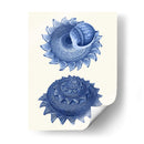 2 Conchas Azules B - Fab Funky | Cuadro decorativo de Canvas Lab