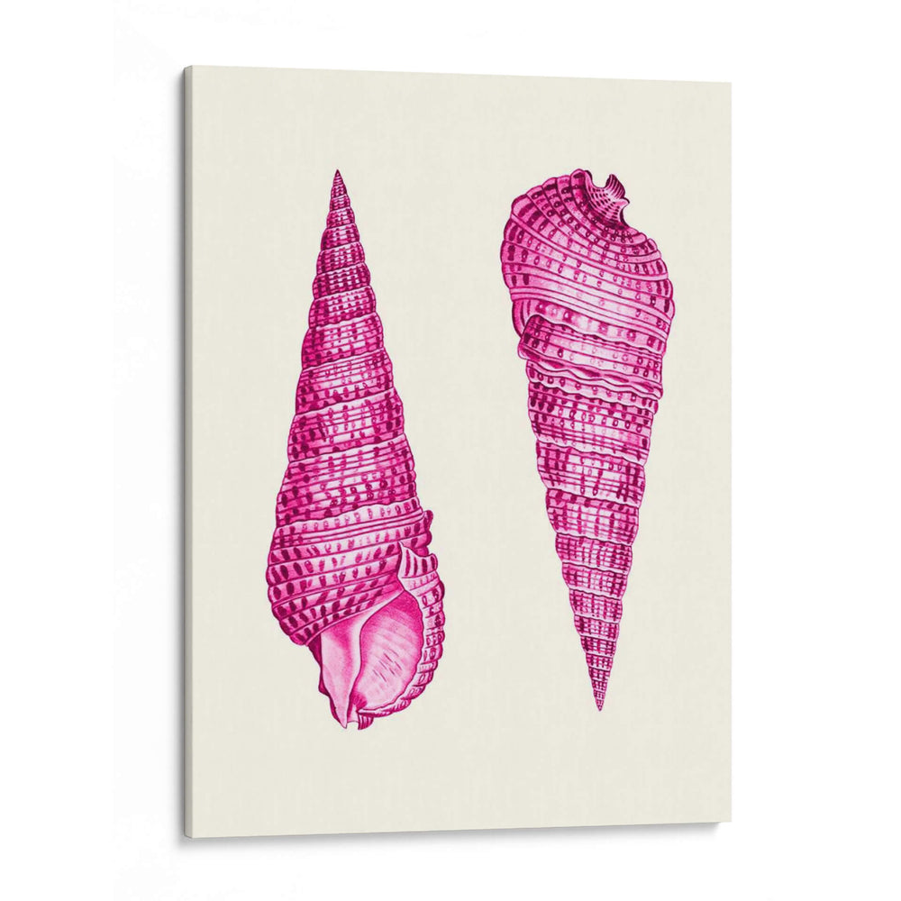 Conchas Rosadas A - Fab Funky | Cuadro decorativo de Canvas Lab