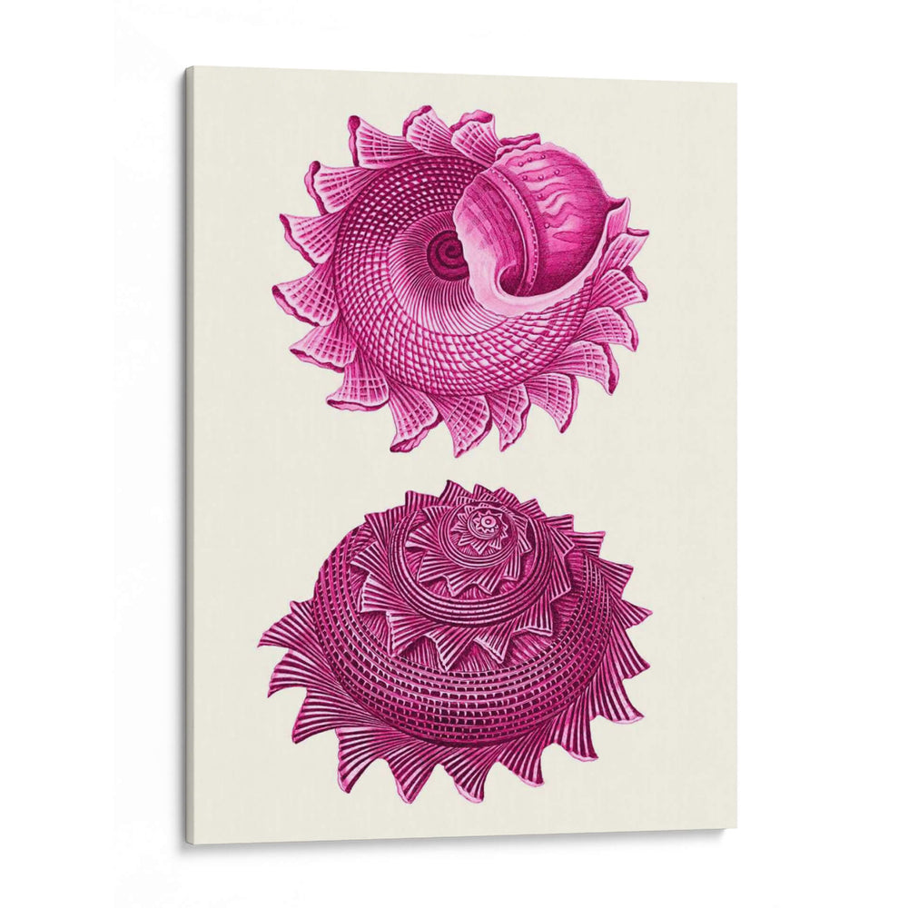 Conchas Rosas B - Fab Funky | Cuadro decorativo de Canvas Lab
