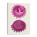 Conchas Rosas B - Fab Funky | Cuadro decorativo de Canvas Lab