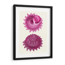 Conchas Rosas B - Fab Funky | Cuadro decorativo de Canvas Lab