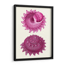 Conchas Rosas B - Fab Funky | Cuadro decorativo de Canvas Lab