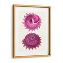 Conchas Rosas B - Fab Funky | Cuadro decorativo de Canvas Lab
