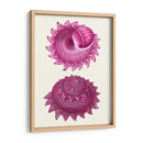 Conchas Rosas B - Fab Funky | Cuadro decorativo de Canvas Lab