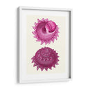 Conchas Rosas B - Fab Funky | Cuadro decorativo de Canvas Lab