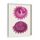 Conchas Rosas B - Fab Funky | Cuadro decorativo de Canvas Lab