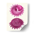 Conchas Rosas B - Fab Funky | Cuadro decorativo de Canvas Lab
