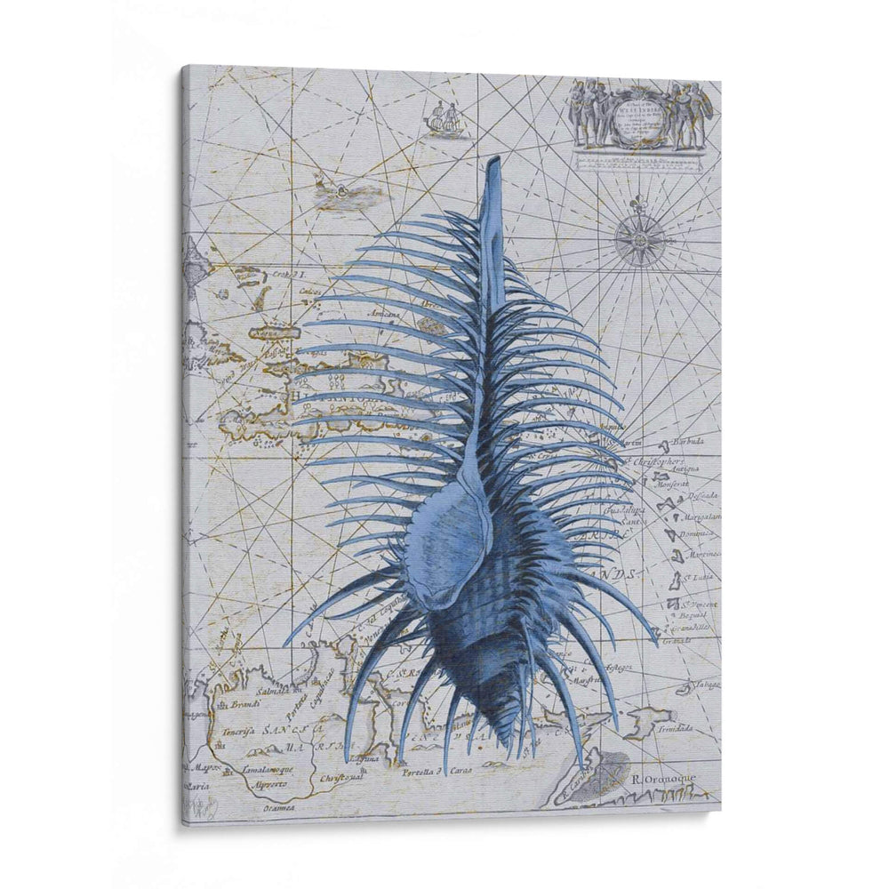 Colección De Seashell 1 B - Fab Funky | Cuadro decorativo de Canvas Lab