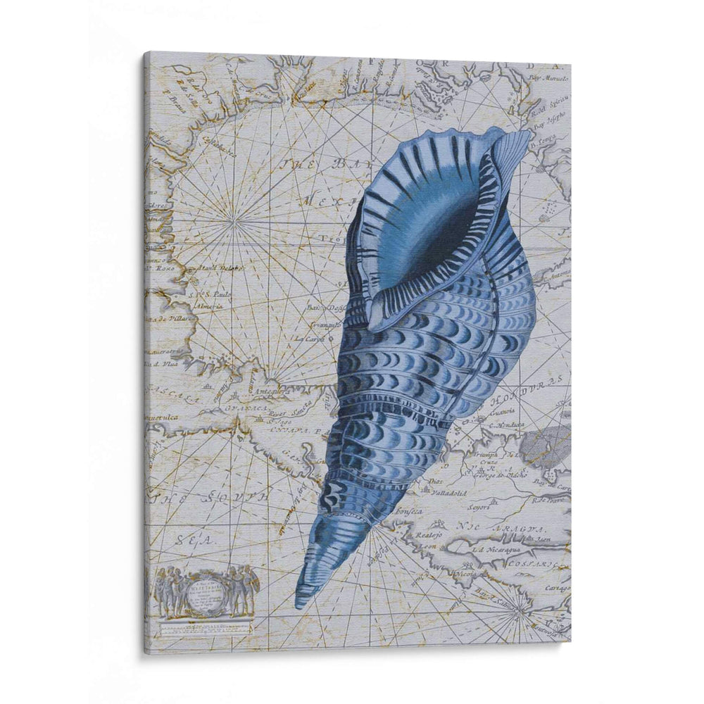 Colección Seashell 1 C - Fab Funky | Cuadro decorativo de Canvas Lab