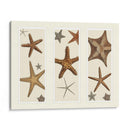 Impresión De Estrellas De Mar En 3 Paneles - Fab Funky | Cuadro decorativo de Canvas Lab