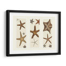 Impresión De Estrellas De Mar En 3 Paneles - Fab Funky | Cuadro decorativo de Canvas Lab