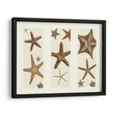 Impresión De Estrellas De Mar En 3 Paneles - Fab Funky | Cuadro decorativo de Canvas Lab