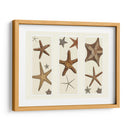 Impresión De Estrellas De Mar En 3 Paneles - Fab Funky | Cuadro decorativo de Canvas Lab