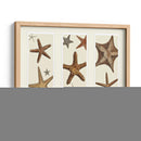 Impresión De Estrellas De Mar En 3 Paneles - Fab Funky | Cuadro decorativo de Canvas Lab