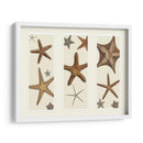 Impresión De Estrellas De Mar En 3 Paneles - Fab Funky | Cuadro decorativo de Canvas Lab