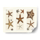 Impresión De Estrellas De Mar En 3 Paneles - Fab Funky | Cuadro decorativo de Canvas Lab
